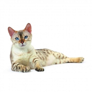 Hrana umeda pentru pisici, Royal Canin, Instinctive In Gravy, 85 g - Img 2