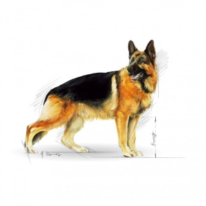 Hrana uscata pentru caini, Royal Canin, Ciobanesc German, 3 Kg - Img 3