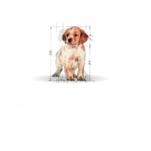 Hrana uscata pentru caini, Royal Canin Medium Puppy, 4 Kg - Img 2