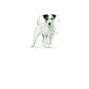 Hrana uscata pentru caini, Royal Canin, Mini Ageing+12, 1.5 Kg - Img 3