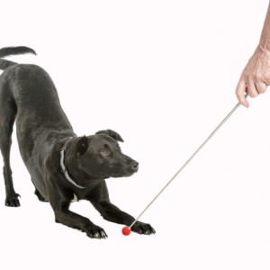 Bat dresaj pentru caini, The Company of Animals Target Stick - Img 4