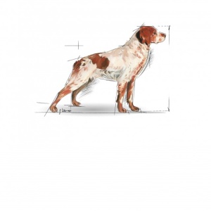 Hrana uscata pentru caini, Royal Canin, Medium Adult 7 Plus, 4 Kg - Img 2