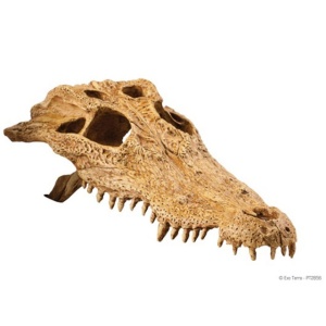 Decor terariu, Exo Terra Crocodile Skull PT2856 - Img 2