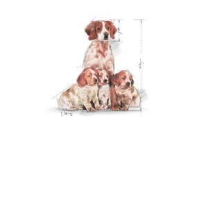 Hrana uscata pentru caini, Royal Canin, Medium Starter MB, 4 Kg - Img 2