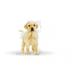 Hrana uscata pentru caini, Royal Canin, Labrador Puppy, 3 Kg - Img 3