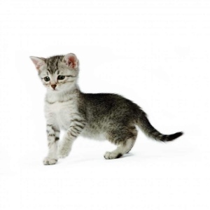Hrana umeda pentru pisici, Royal Canin, Kitten Instinctive, 85g - Img 2