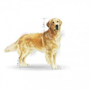 Hrana uscata pentru caini, Royal Canin, Golden Retriever, 3 Kg