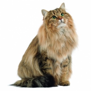Hrana umeda pentru pisici, Royal Canin, Instinctive In Jelly, 85 g - Img 2