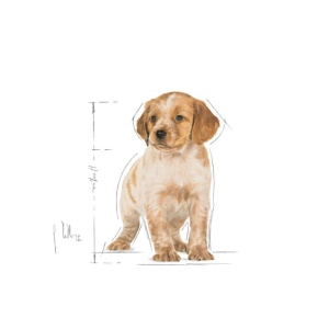 Hrana umeda pentru caini, Royal Canin, Medium Puppy, 140 G - Img 3