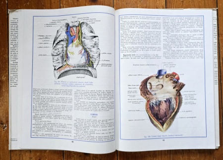 Conf. dr. Mircea Gh. Ifrim (coord.) - Atlas de anatomie umana (3 vol., editie hardcover) - Img 5