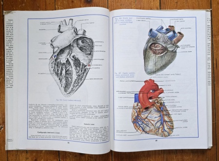 Conf. dr. Mircea Gh. Ifrim (coord.) - Atlas de anatomie umana (3 vol., editie hardcover) - Img 6