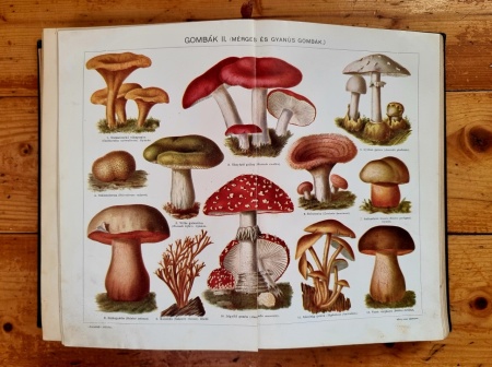 Revai nagy lexikona. Az ismeretek enciklopediaja I-XX (20 vol., editie hardcover) - Img 2