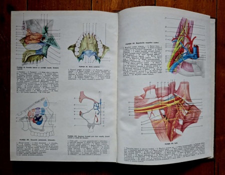 Victor Papilian - Anatomia omului. I. Aparatul locomotor, II. Splanhnologia (2 vol., editie hardcover) - Img 5