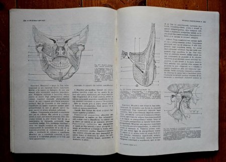 Victor Papilian - Anatomia omului. I. Aparatul locomotor, II. Splanhnologia (2 vol., editie hardcover) - Img 6