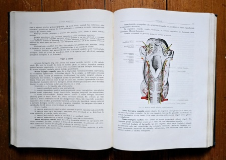Prof. Z. Iagnov, Prof. E. Repciuc, Prof. G. Russu - Anatomia omului. Viscere (editie hardcover) - Img 5