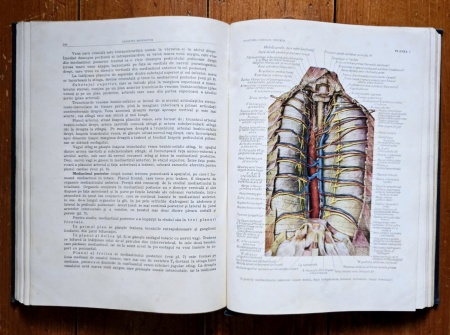 Prof. Z. Iagnov, Prof. E. Repciuc, Prof. G. Russu - Anatomia omului. Viscere (editie hardcover) - Img 6