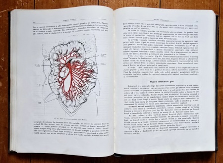 Prof. Z. Iagnov, Prof. E. Repciuc, Prof. G. Russu - Anatomia omului. Viscere (editie hardcover) - Img 7