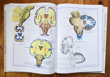 Conf. dr. Mircea Gh. Ifrim (coord.) - Atlas de anatomie umana (3 vol., editie hardcover) - Img 3