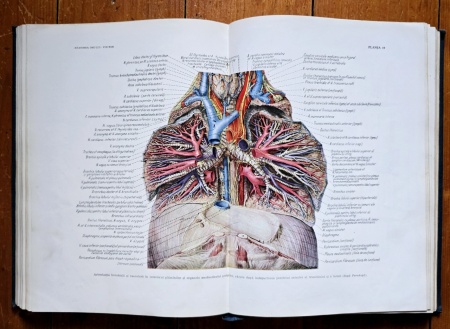 Prof. Z. Iagnov, Prof. E. Repciuc, Prof. G. Russu - Anatomia omului. Viscere (editie hardcover) - Img 8