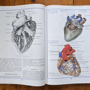 Conf. dr. Mircea Gh. Ifrim (coord.) - Atlas de anatomie umana (3 vol., editie hardcover) - Img 6