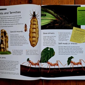 Colectiv autori - Discover Bugs (editie hardcover) - Img 2