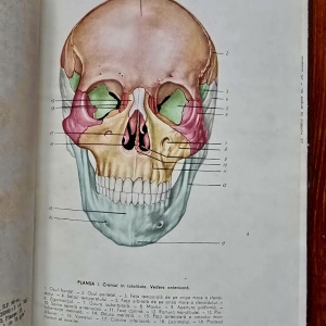 Victor Papilian - Anatomia omului. I. Aparatul locomotor, II. Splanhnologia (2 vol., editie hardcover) - Img 4