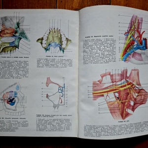 Victor Papilian - Anatomia omului. I. Aparatul locomotor, II. Splanhnologia (2 vol., editie hardcover) - Img 5
