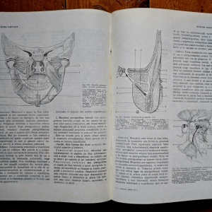 Victor Papilian - Anatomia omului. I. Aparatul locomotor, II. Splanhnologia (2 vol., editie hardcover) - Img 6