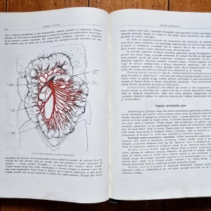 Prof. Z. Iagnov, Prof. E. Repciuc, Prof. G. Russu - Anatomia omului. Viscere (editie hardcover) - Img 7