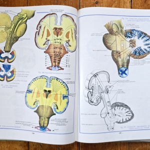 Conf. dr. Mircea Gh. Ifrim (coord.) - Atlas de anatomie umana (3 vol., editie hardcover) - Img 3