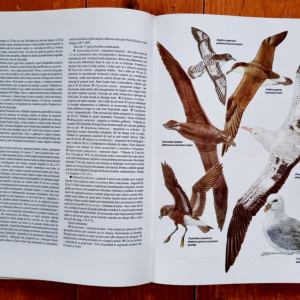 Prof. Anuta Ionescu-Andrei - Atlas zoologic (editie hardcover) - Img 4