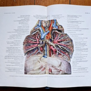 Prof. Z. Iagnov, Prof. E. Repciuc, Prof. G. Russu - Anatomia omului. Viscere (editie hardcover) - Img 8