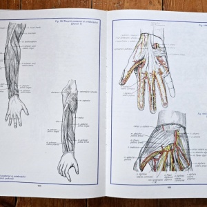 Conf. dr. Mircea Gh. Ifrim (coord.) - Atlas de anatomie umana (3 vol., editie hardcover) - Img 4