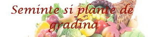 Seminte si plante de gradina