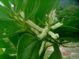 Acacia Mangium - Img 3