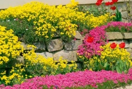 Alyssum saxatile Gold - Img 4