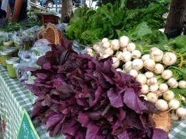 Amaranthus Red Army - Img 7