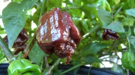 Ardei iute Trinidad Scorpion Moruga Chocolate - Img 3