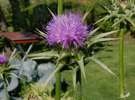 Armurariu-Silybum Marianum - Img 5