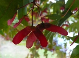 Artar japonez-Acer palmatum atropurpurea - Img 7