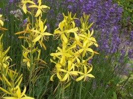 Asphodeline lutea - Img 2