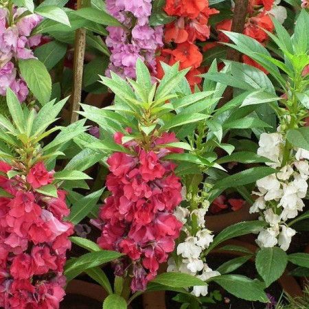 Balsamine-Impatiens Balsamina mix