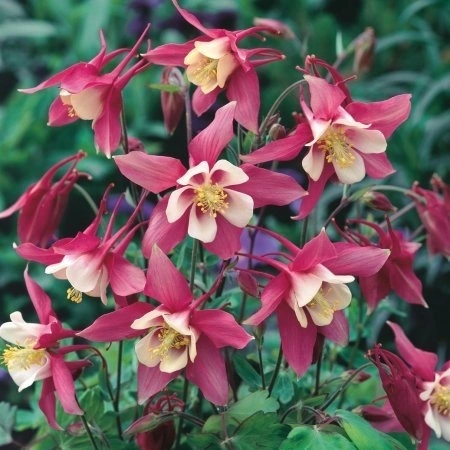 Caldarusa-Aquilegia Caerulea Rose Queen - Img 4