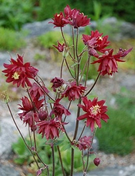Caldarusa-Aquilegia vulgaris Double Rubies - Img 2