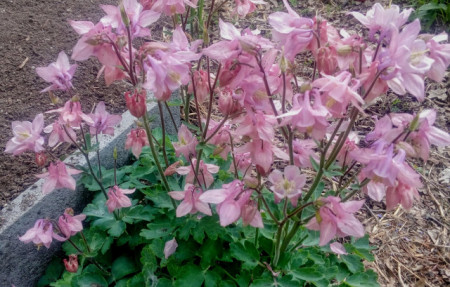 Caldarusa-Aquilegia Vulgaris Pink