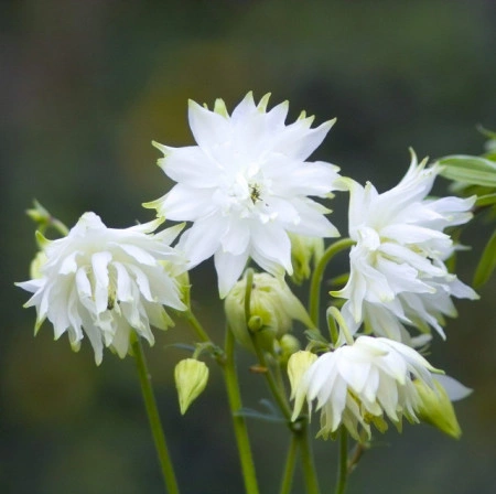 Caldarusa-Aquilengia vulgaris White Barlow - Img 2