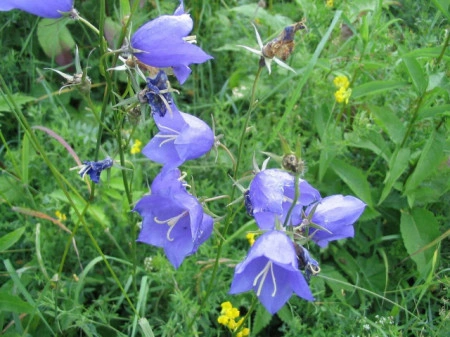 Campanula Rotundifolia - Img 4