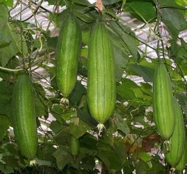 Castravete Luffa cylindrica - Img 3