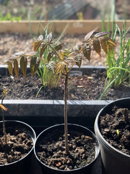 Cedru Chinezesc-Toona Sinensis - Img 3