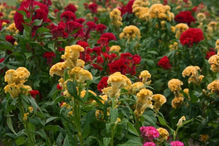Creasta cocosului batuta mix-Celosia Argentea Cristata Nana - Img 4